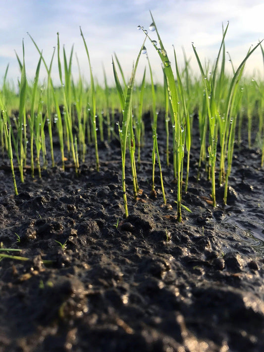 How to Read Your Soil: Practical Field Checks That Actually Matter