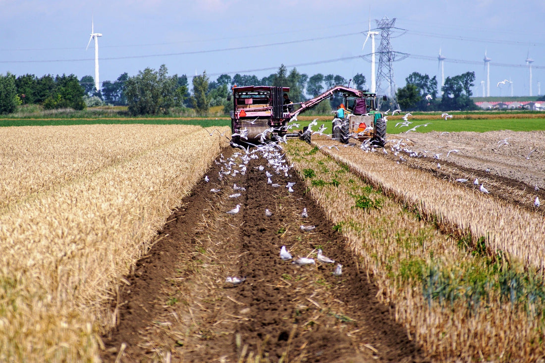 Cover Crops That Actually Work in South African Farming Systems