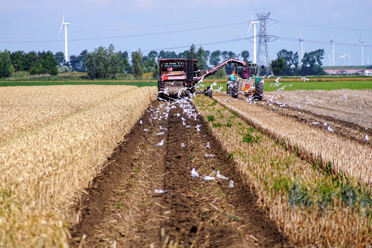 Cover Crops That Actually Work in South African Farming Systems